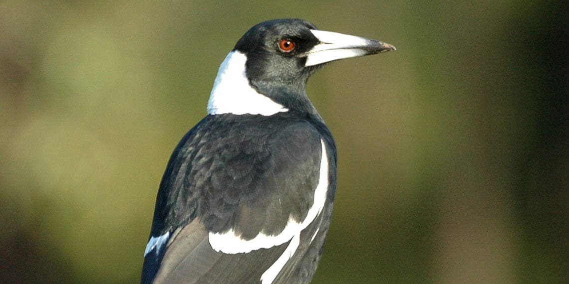 Australian Magpie