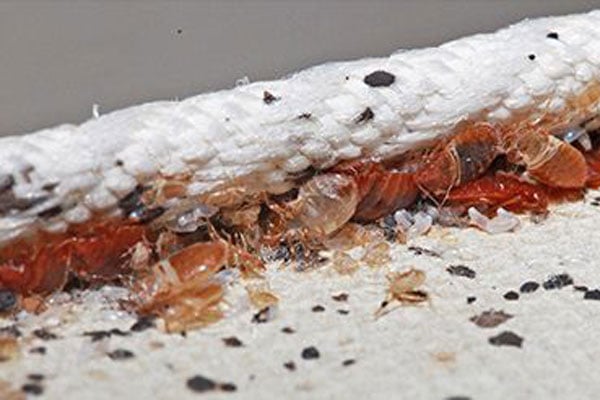 Ant Pest Control Hero Background