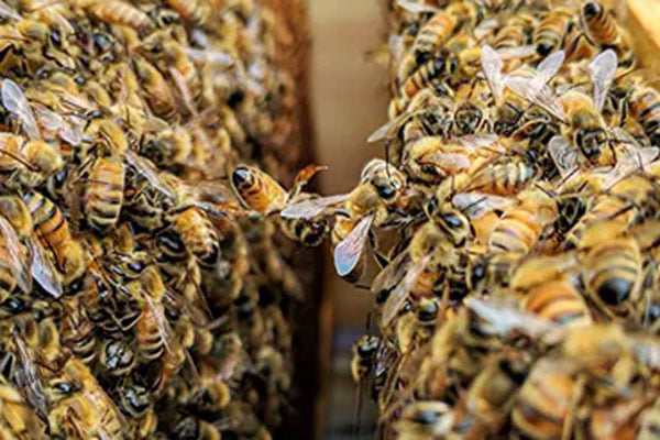 Ant Pest Control Hero Background