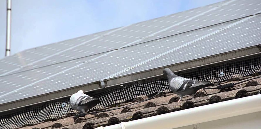 Ant Pest Control Hero Background