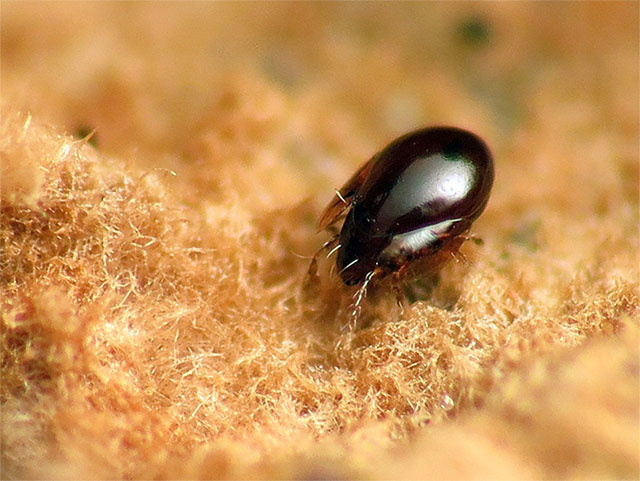 Ant Pest Control Hero Background