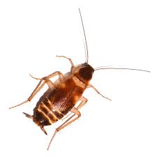 Brown Banded Cockroach Pest Control