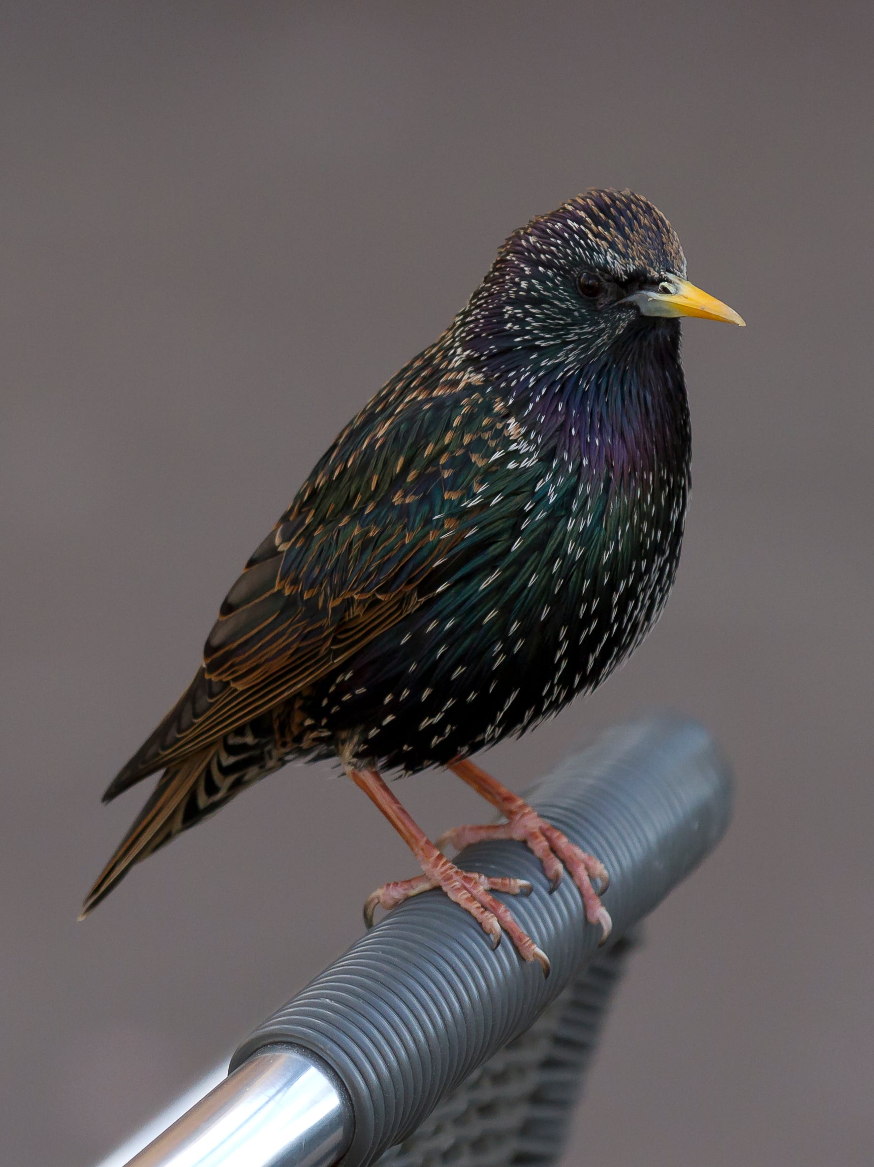 Common Starling Bird Control