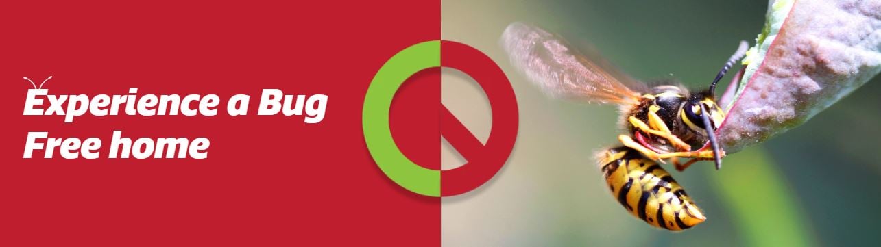 European wasp pest control