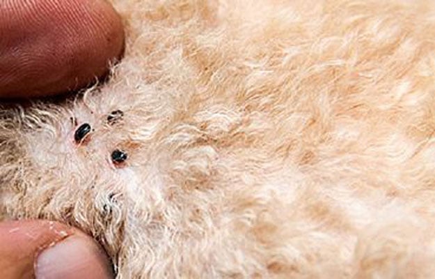 Ant Pest Control Hero Background