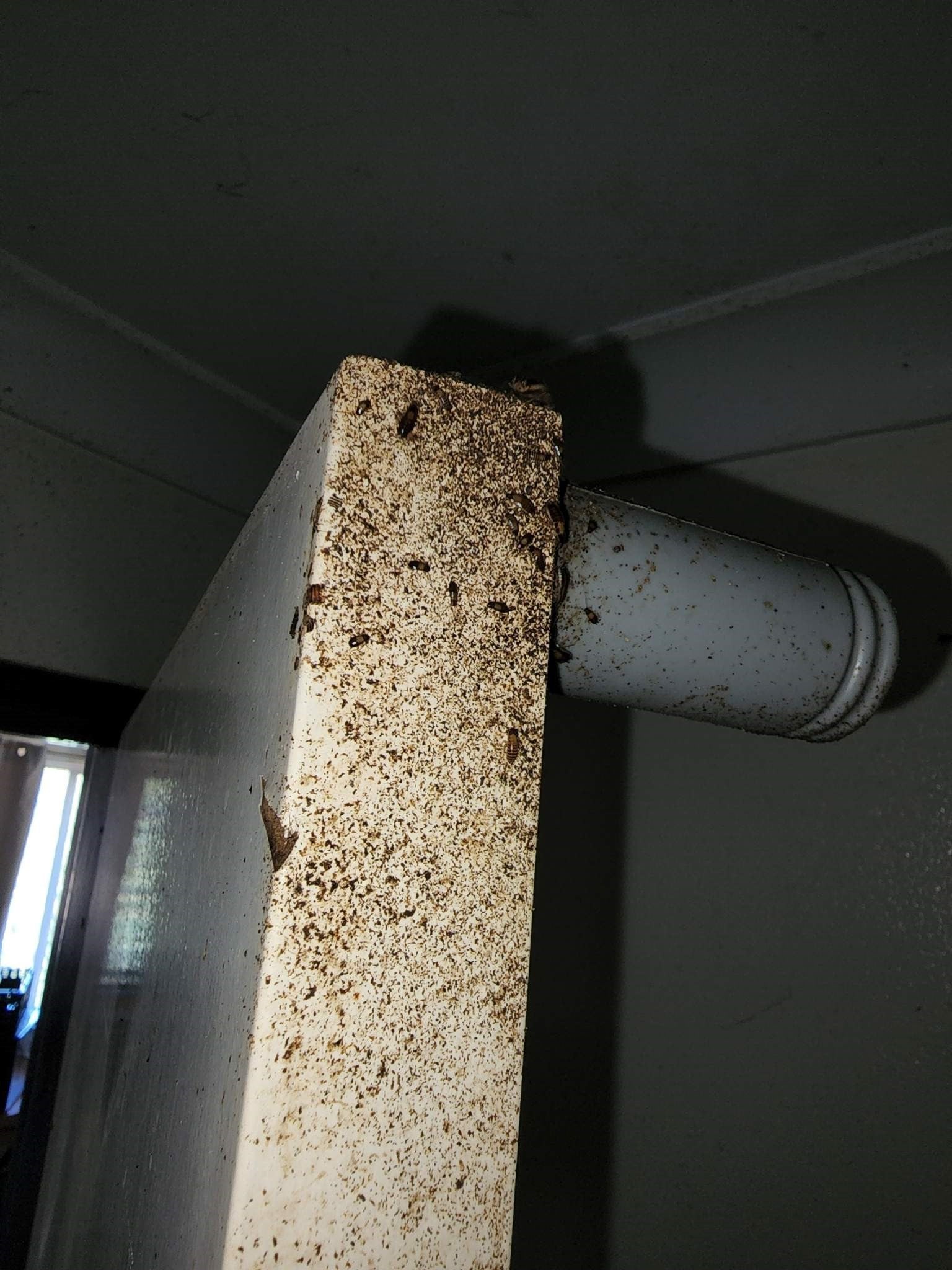 cockroach infestation under sink sydney