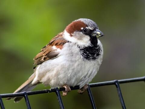 House Sparrow