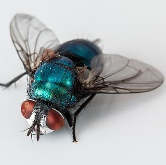 Blow Flies
