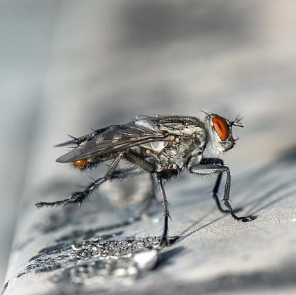 House Flies