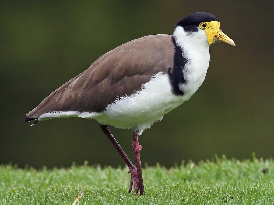 Masked Lapwing