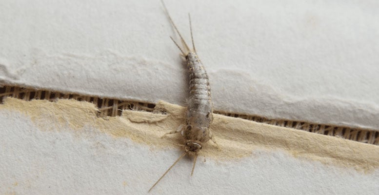 Silverfish control