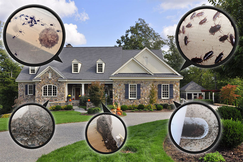 Pre-purchase Pest Investigation