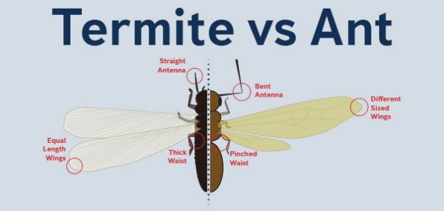 Termites Vs Ant