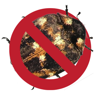 No-carpetbeetle