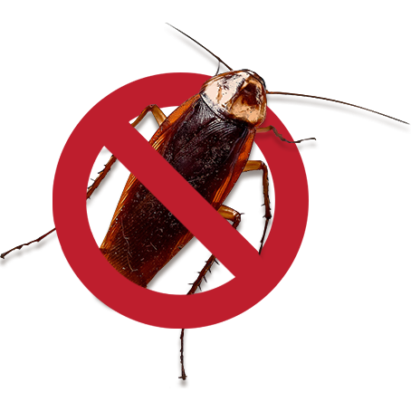 No-cockroach
