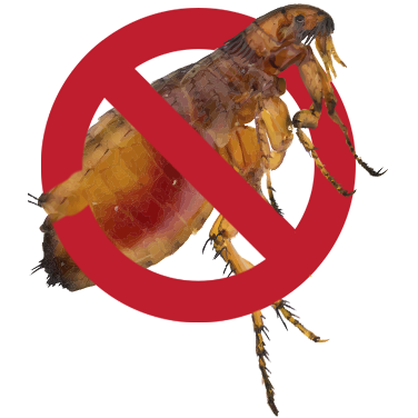 No-flea