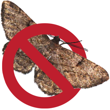 No-moth