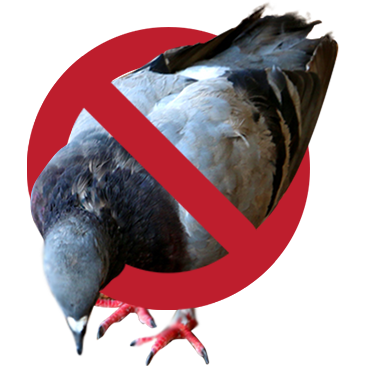 No-pigeon
