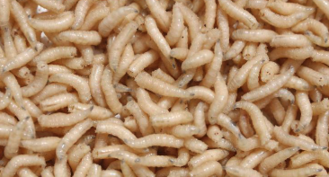 maggot pest control