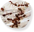 Ants and cockroaches
