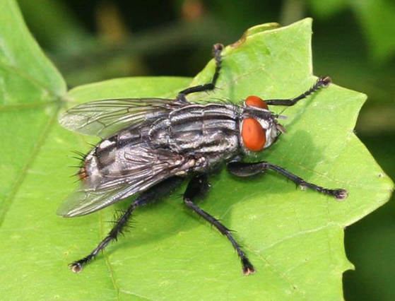 flesh fly
