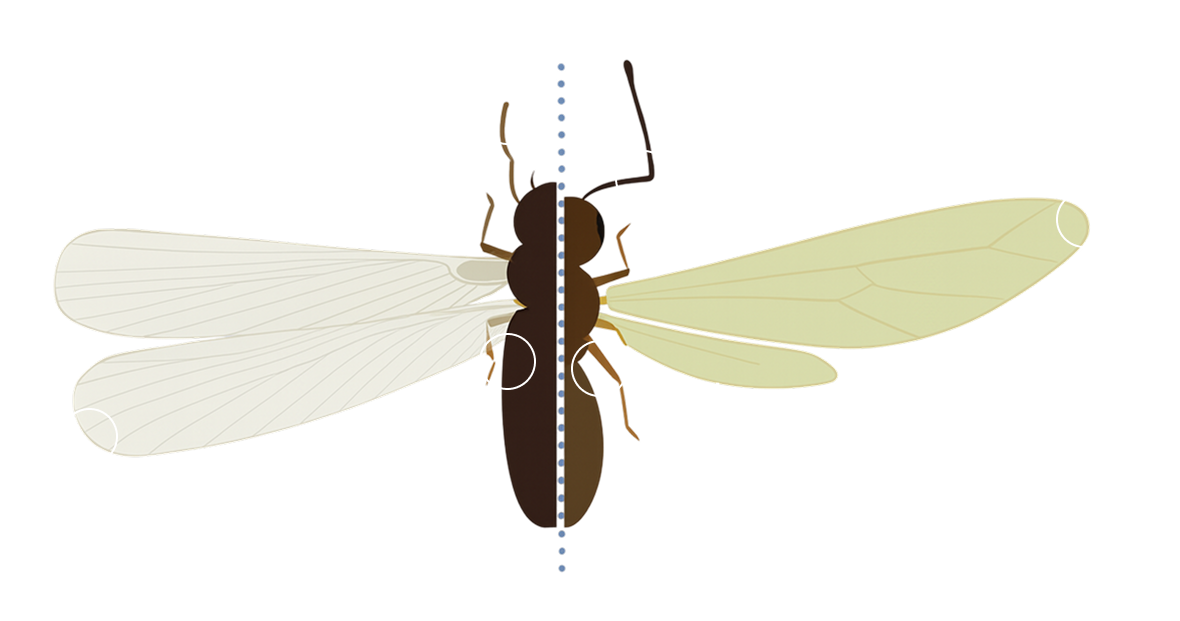 Comparison diagram of termite and ant anatomy differences