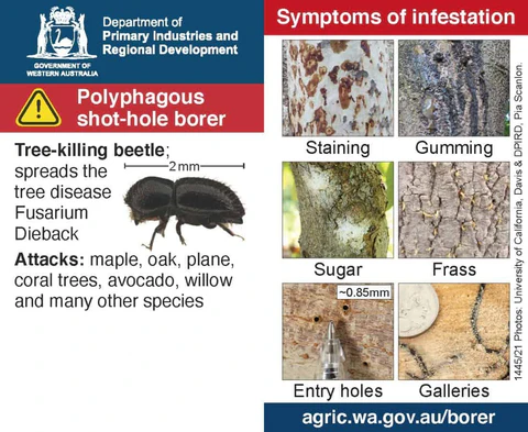 Why Plane and Fig Trees Are Vulnerable Signs